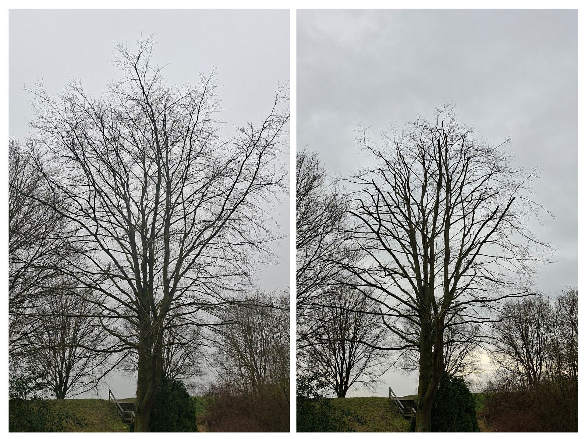 Voor- en nafoto's van een boom die gesnoeid is in een tuin.