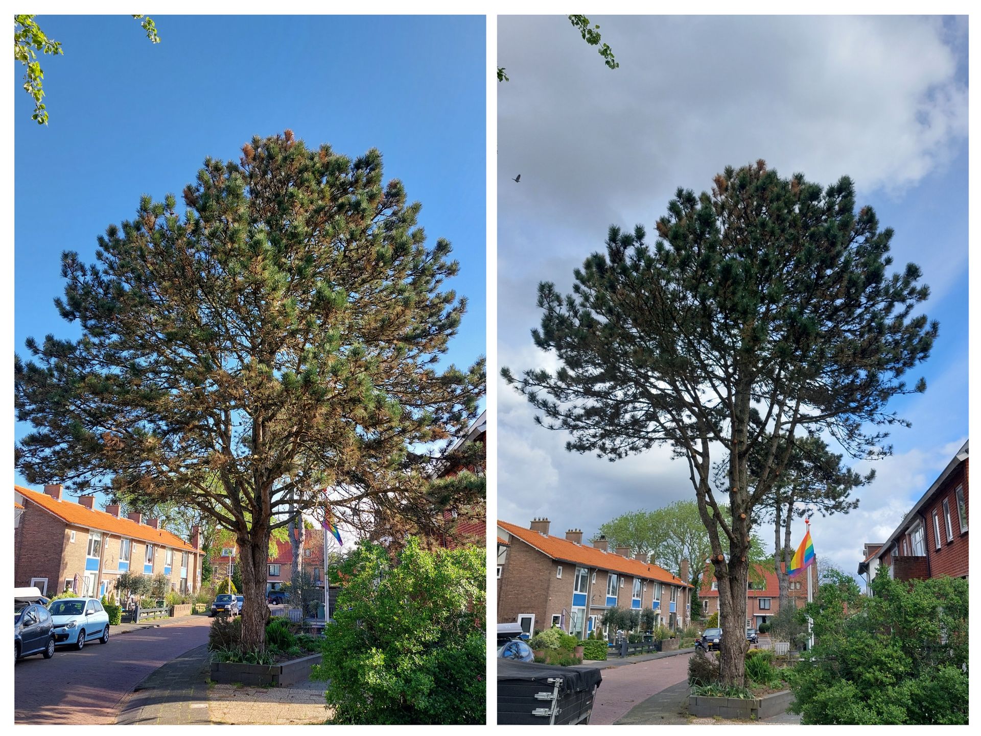 Voor- en nafoto's van een boom die gesnoeid is in een tuin.