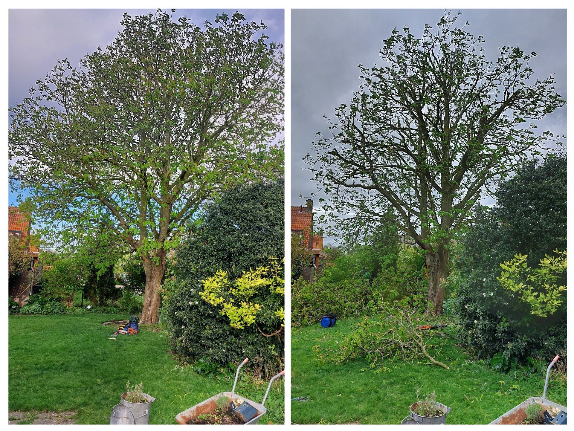 Voor- en nafoto's van een boom die gesnoeid is in een tuin.