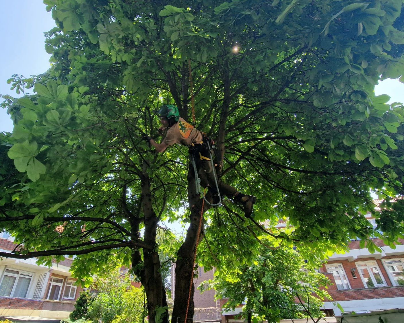 Boomverzorger in een boom met veel bladeren, met veiligheidsuitrusting; zonnige dag.