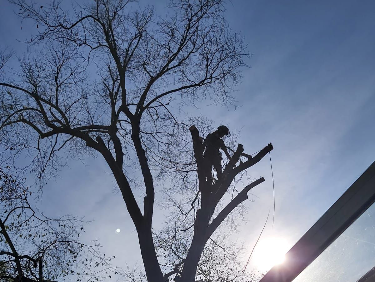 Een persoon snoeit takken van een kale boom, silhouet tegen een heldere hemel.