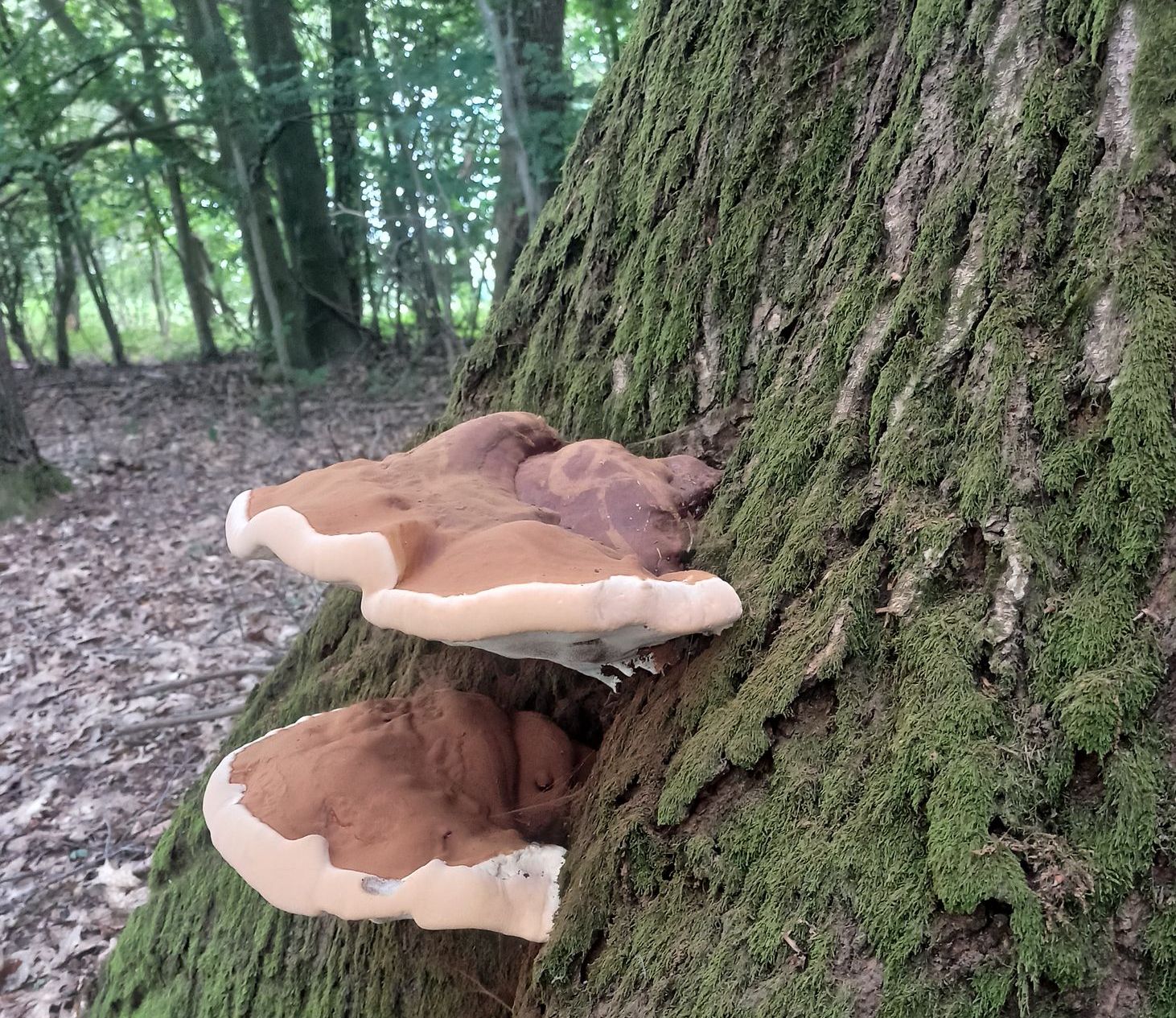Bruine bekerzwammen met witte randen groeien op een met mos bedekte boom in een bos.