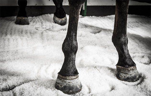 Is Salt the Secret to a Healthy Horse?