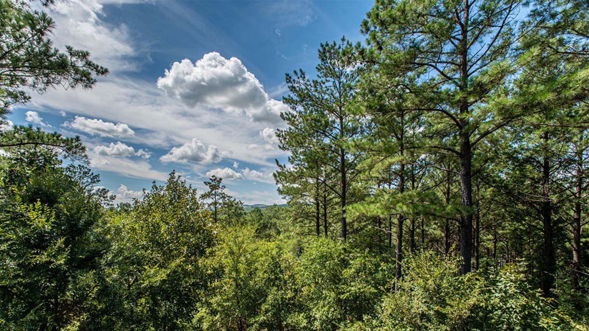 Woods with blue sky background