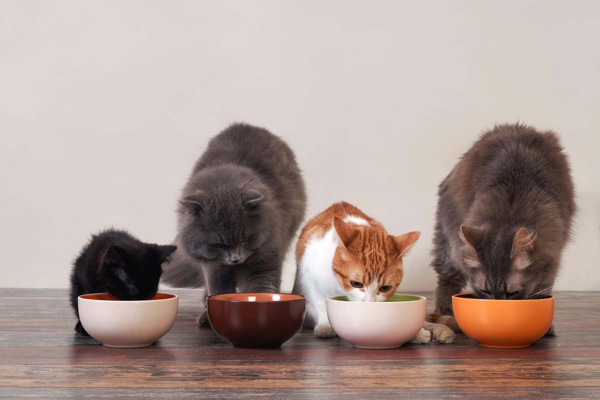 What Is The Target Market For Your Pet Food 