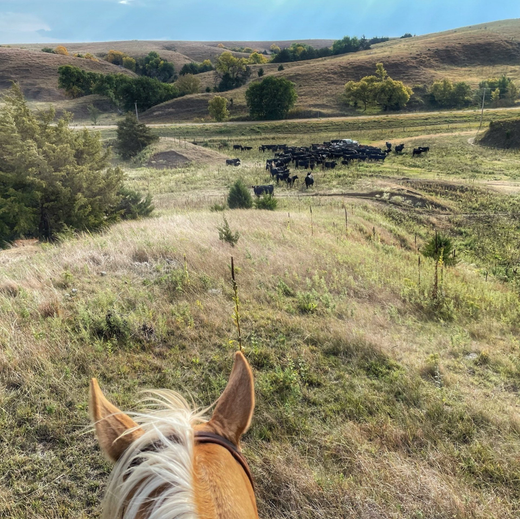 Ranch Horse Riding