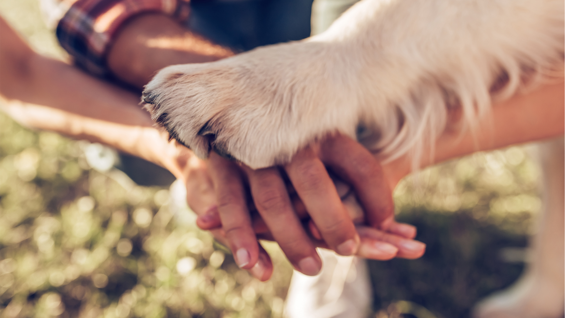A group of people are holding a dog 's paw in their hands.