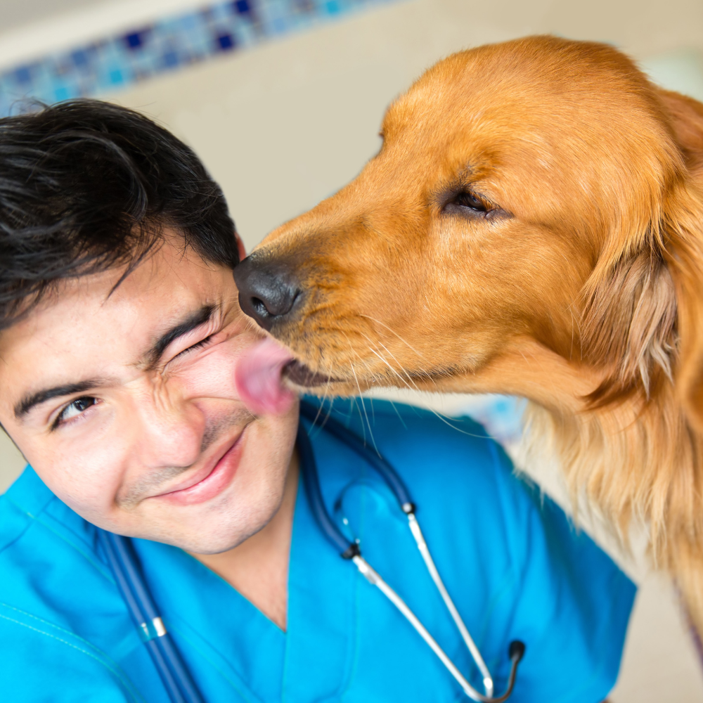 A man with a stethoscope around his neck is kissed by a dog