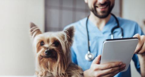 A veterinarian is holding a tablet next to a small dog.