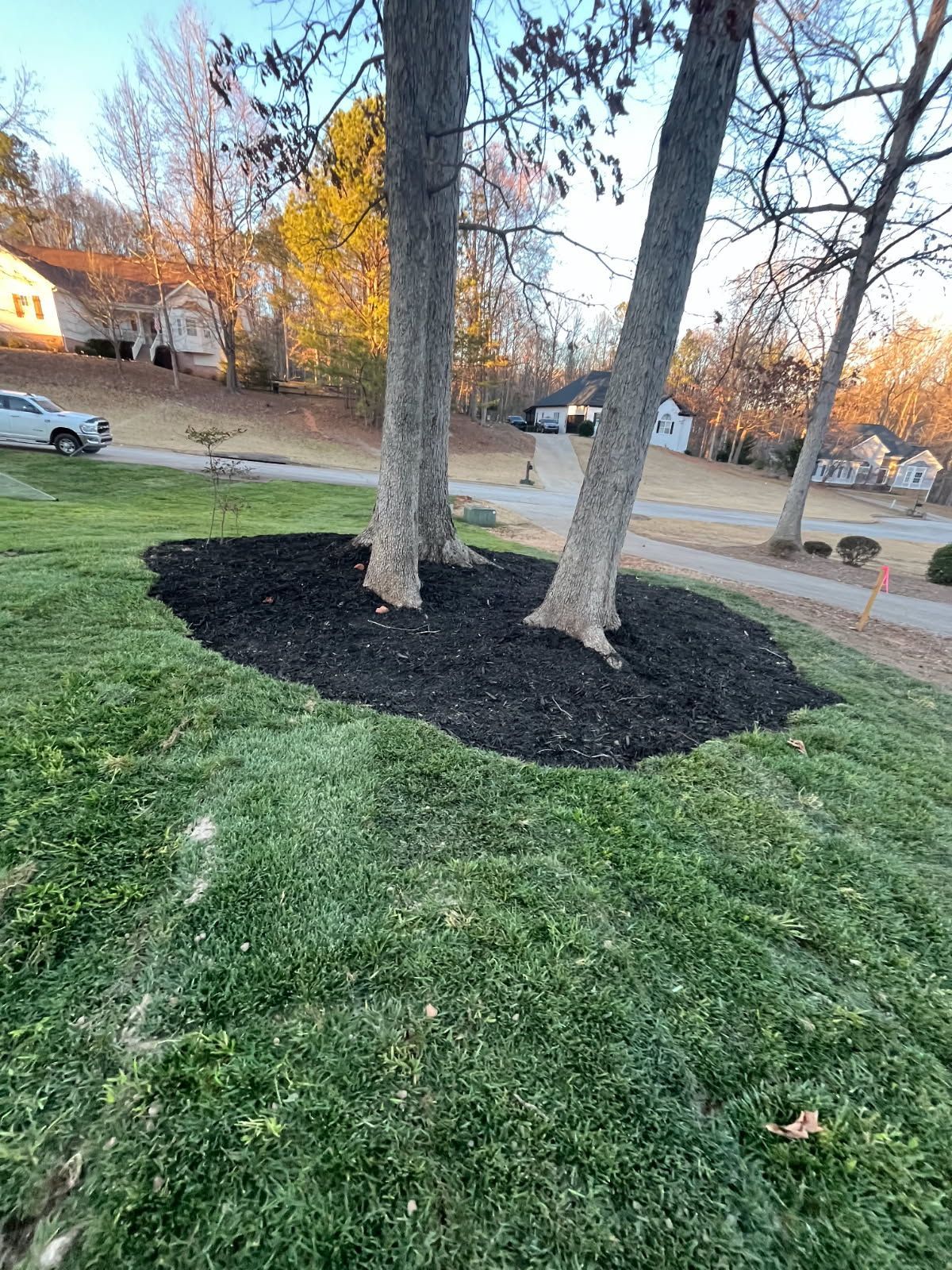 There are two trees in the middle of a lush green lawn.