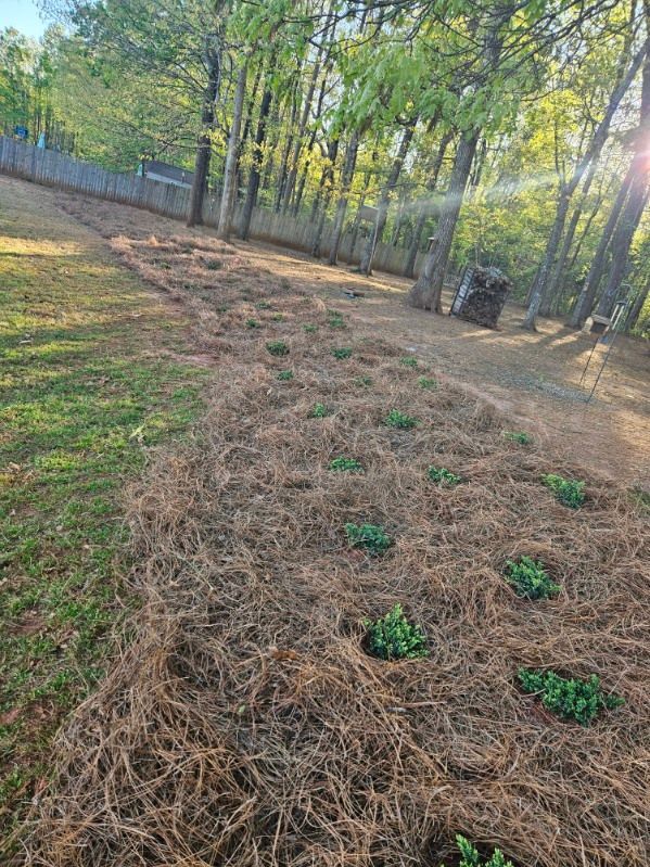 A path lined with pine needles and plants in a yard.