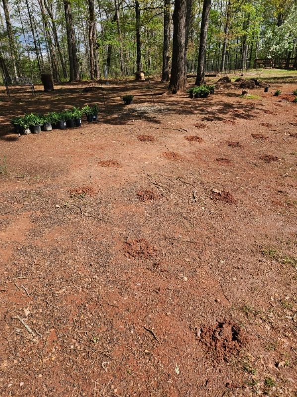 A lot of footprints in the dirt in the middle of a forest.