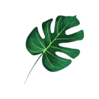 A green leaf with a long stem on a white background.