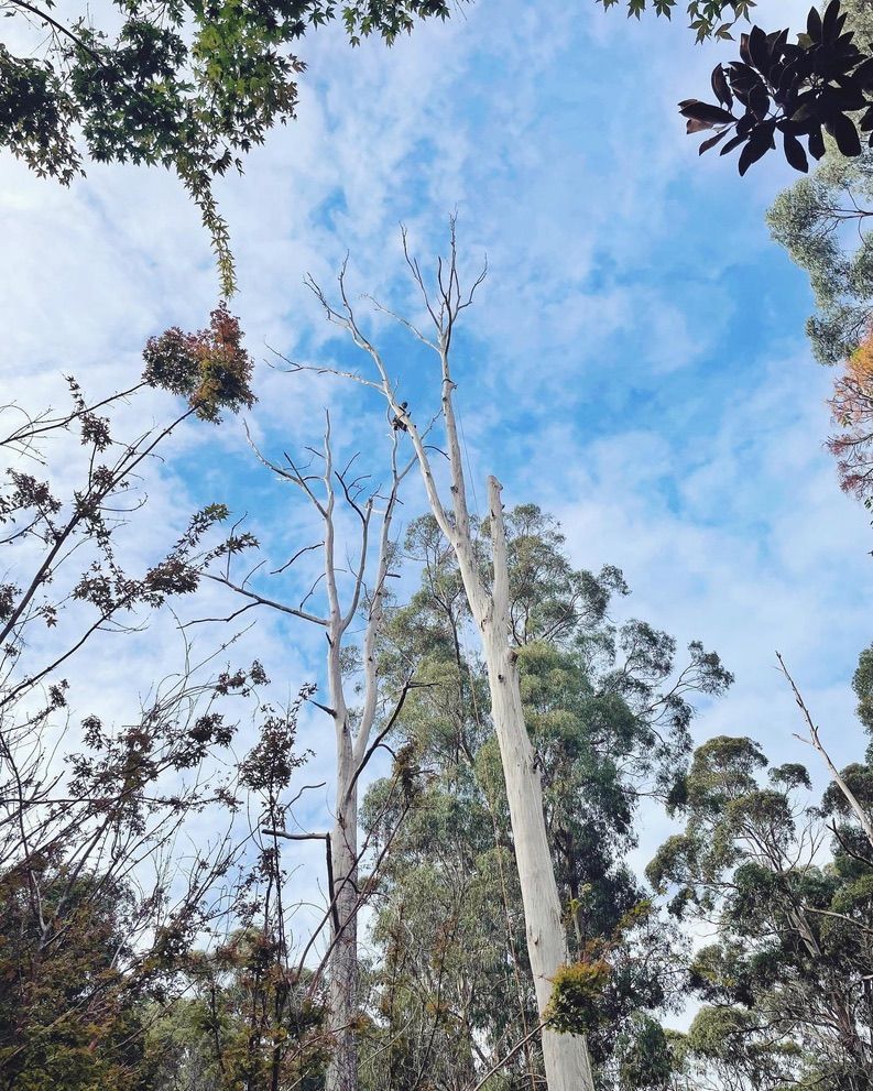 Looking up at tall eucalyptus trees against a blue sky with scattered clouds.