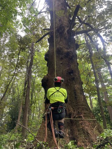 Climber in neon vest and helmet ascending a massive tree in a dense forest