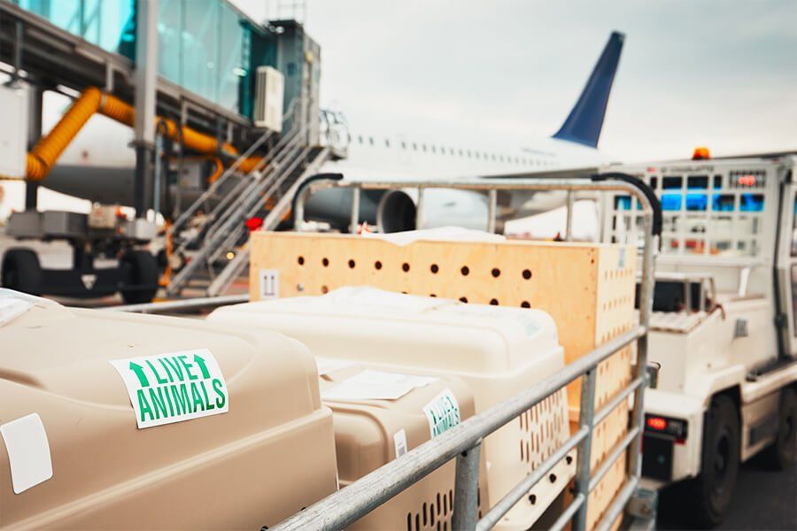 Dzīvu dzīvnieku transportēšanas noteikumi ar avio transportu