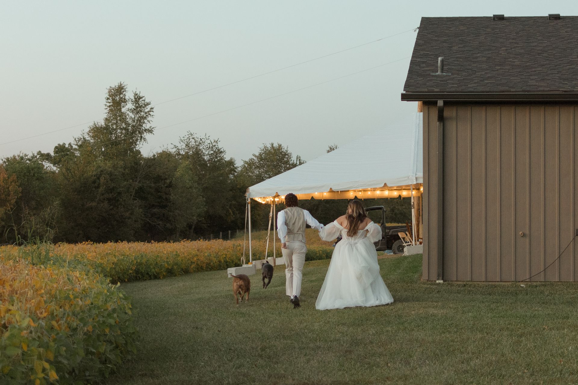 A bride and groom are walking in a field with their dogs.