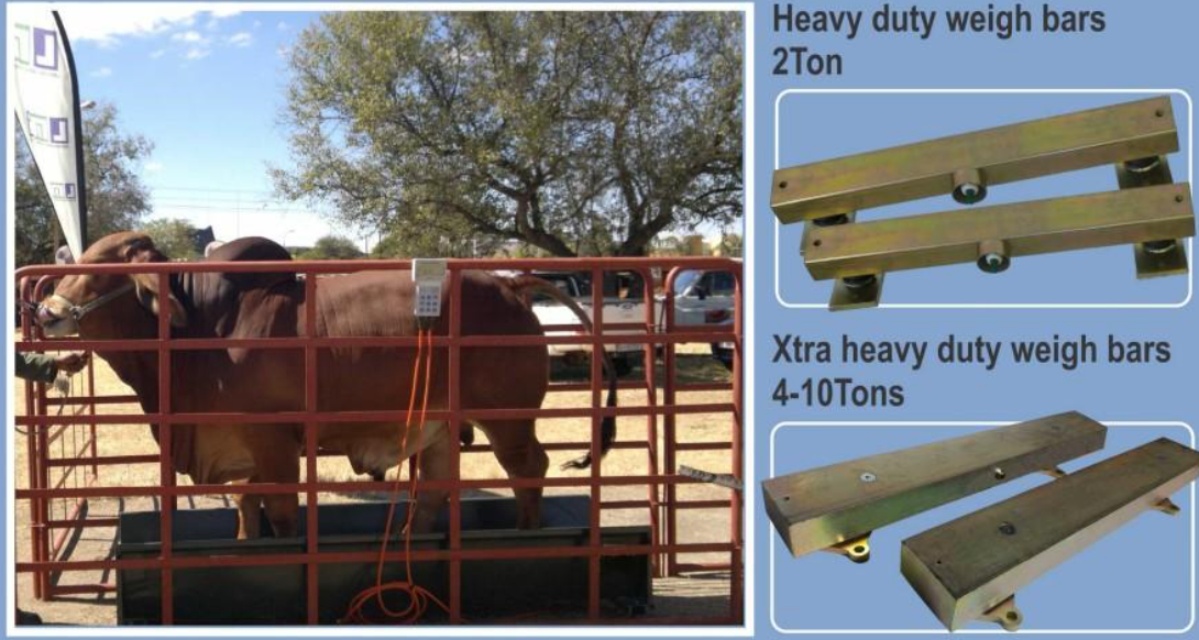 A cow is standing in a cage next to a picture of heavy duty weigh bars