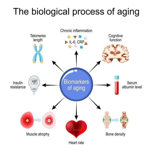 A diagram showing the biological process of aging