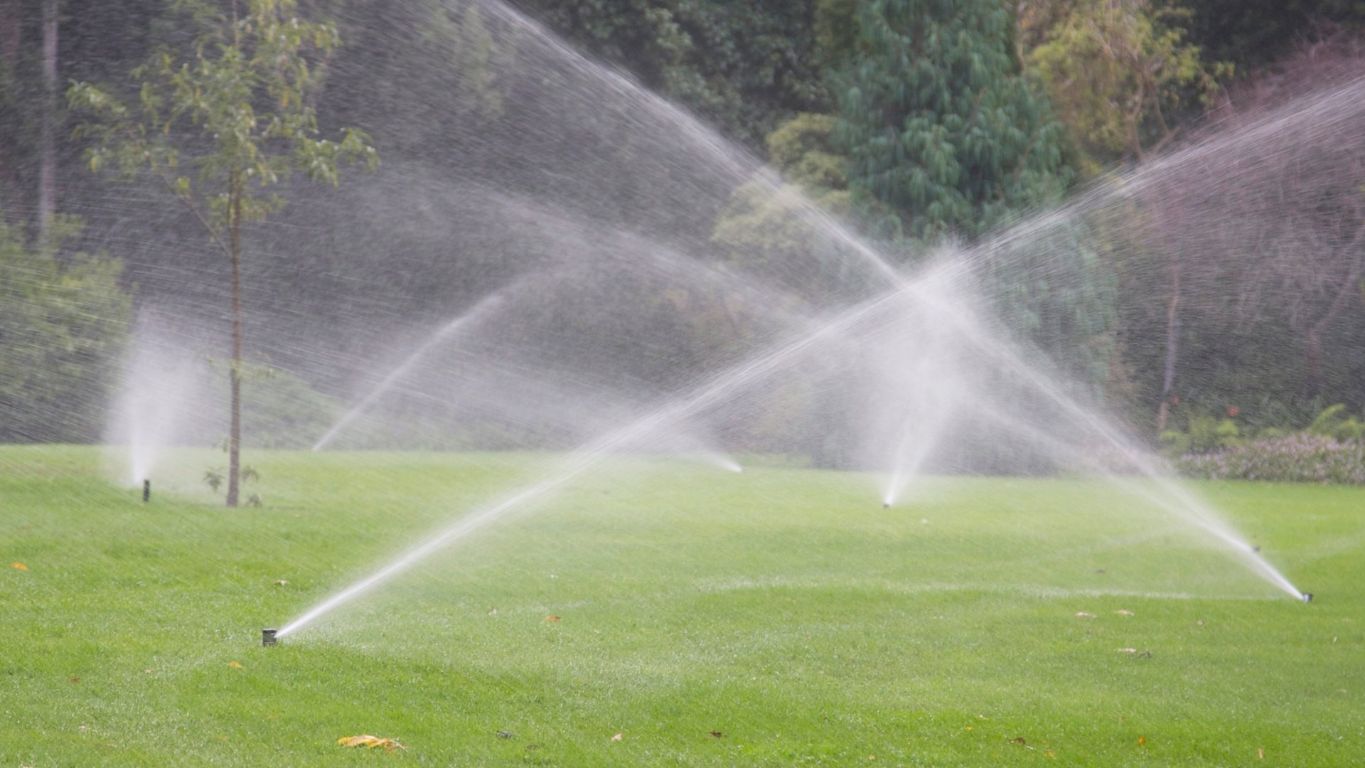 A group of sprinklers spraying water on a lush green field.