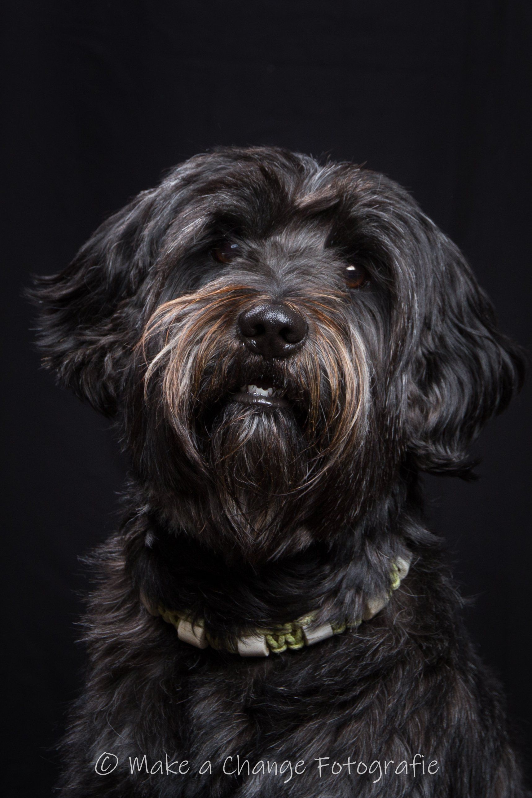 Zwarte hond met een ruige baard en halsband tegen een zwarte achtergrond.