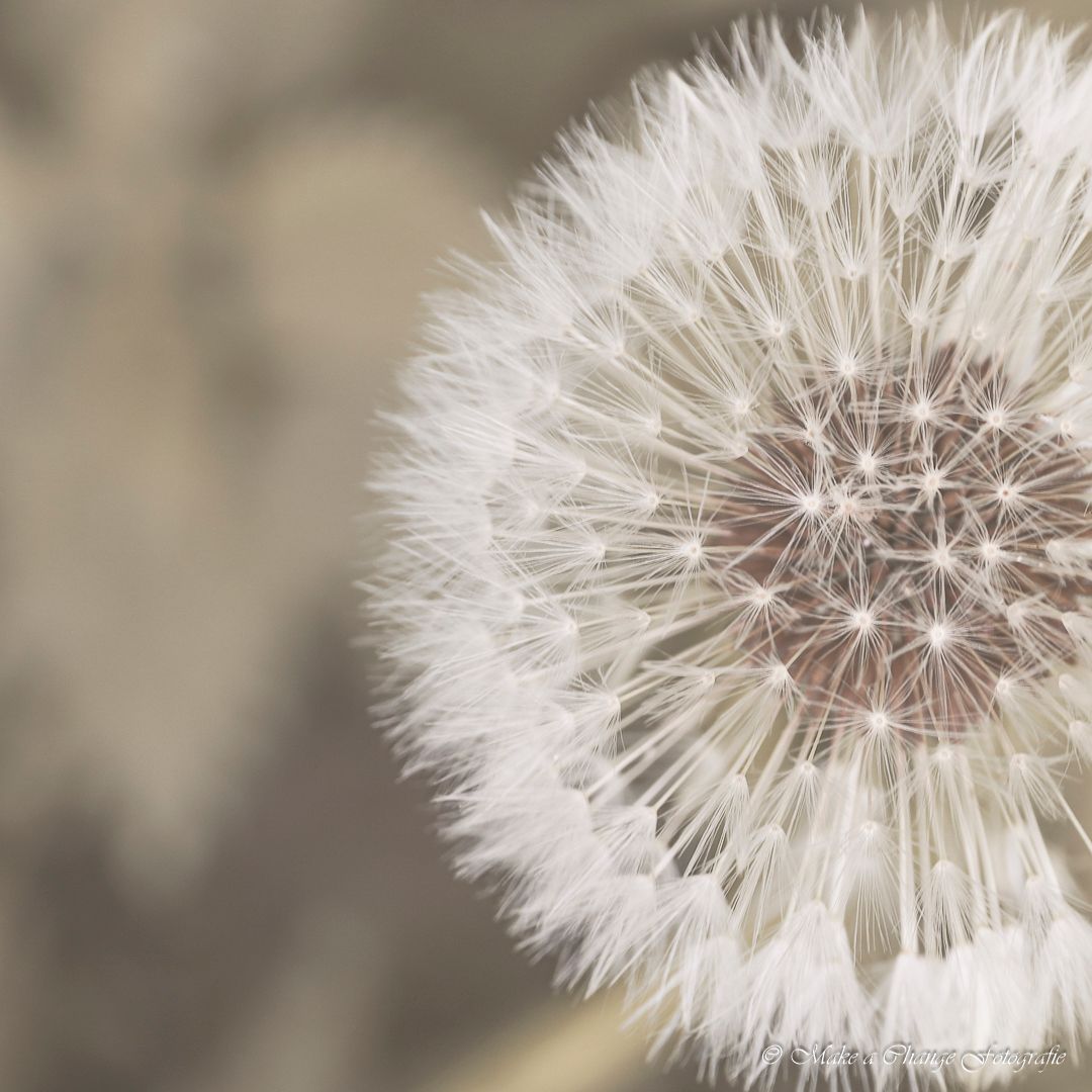 Een close-up van een paardenbloem 