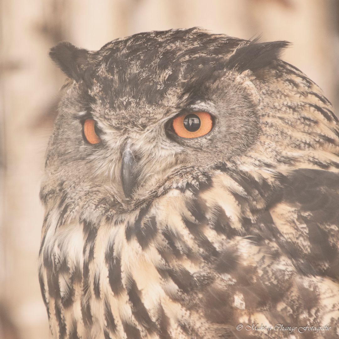 Een close-up van een uil met oranje ogen