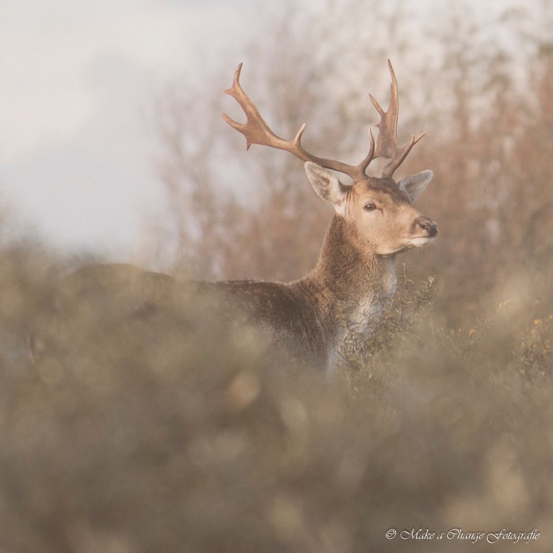 In een veld met hoog gras staat een hert met gewei.