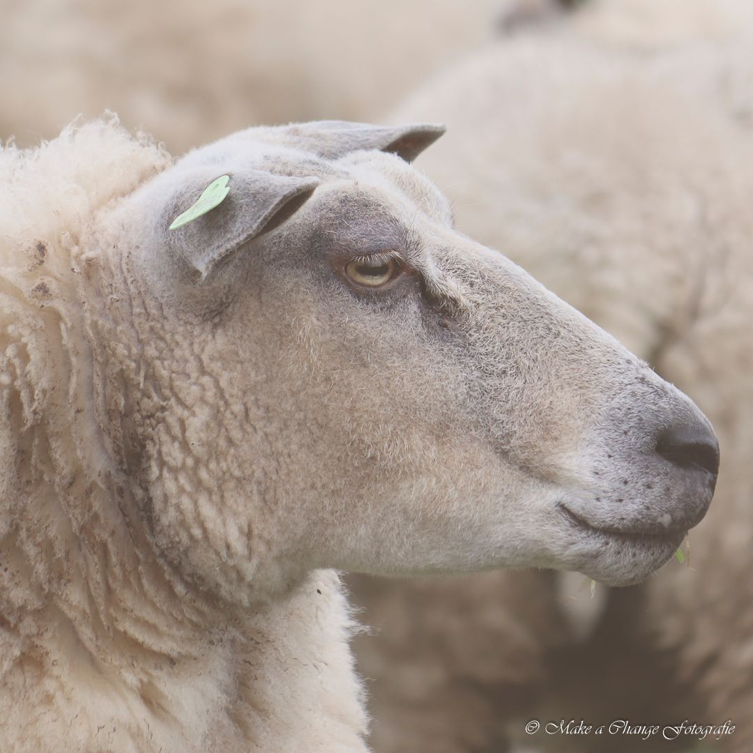 Een close-up van de kop van een schaap