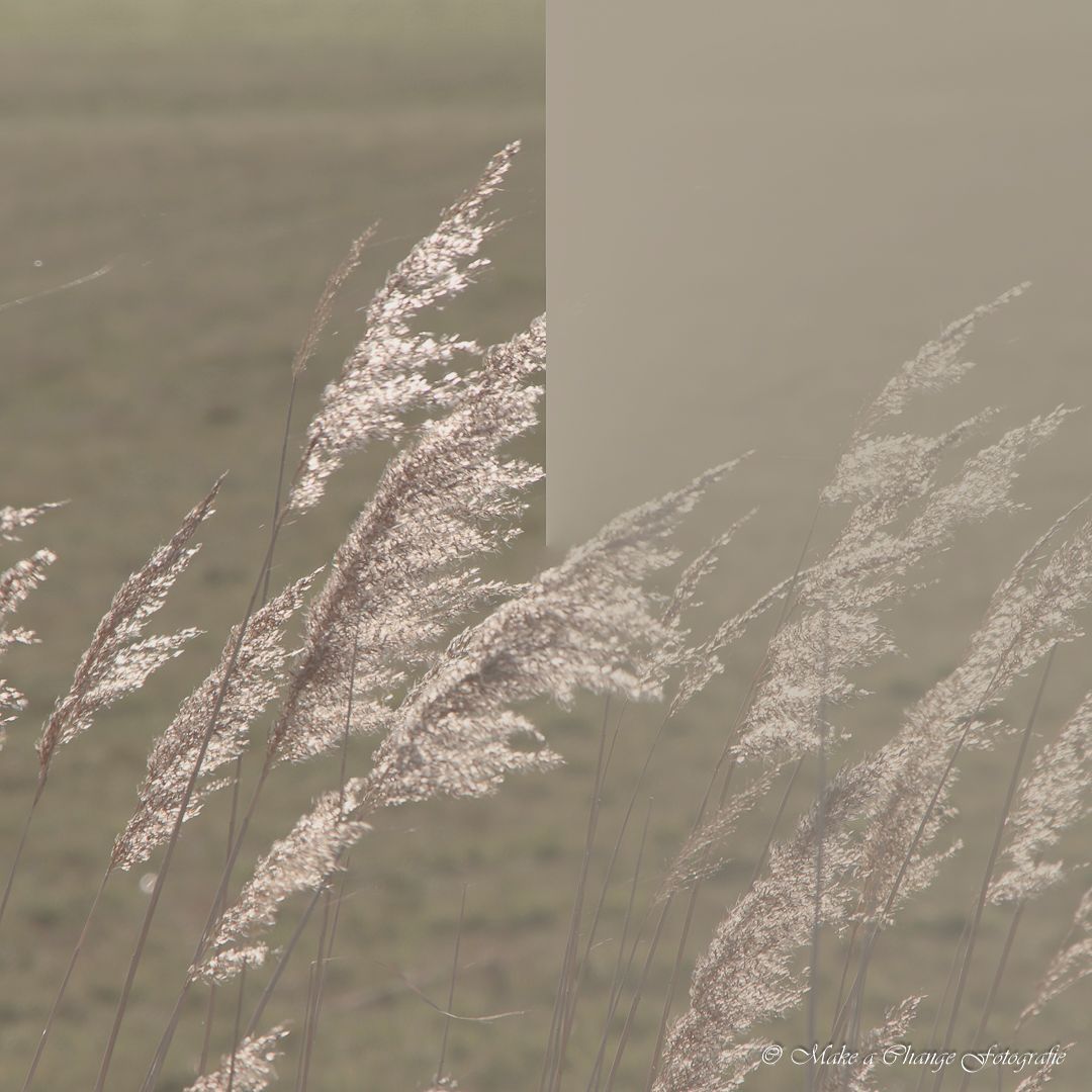 een foto van hoog gras dat in de wind waait in een veld.