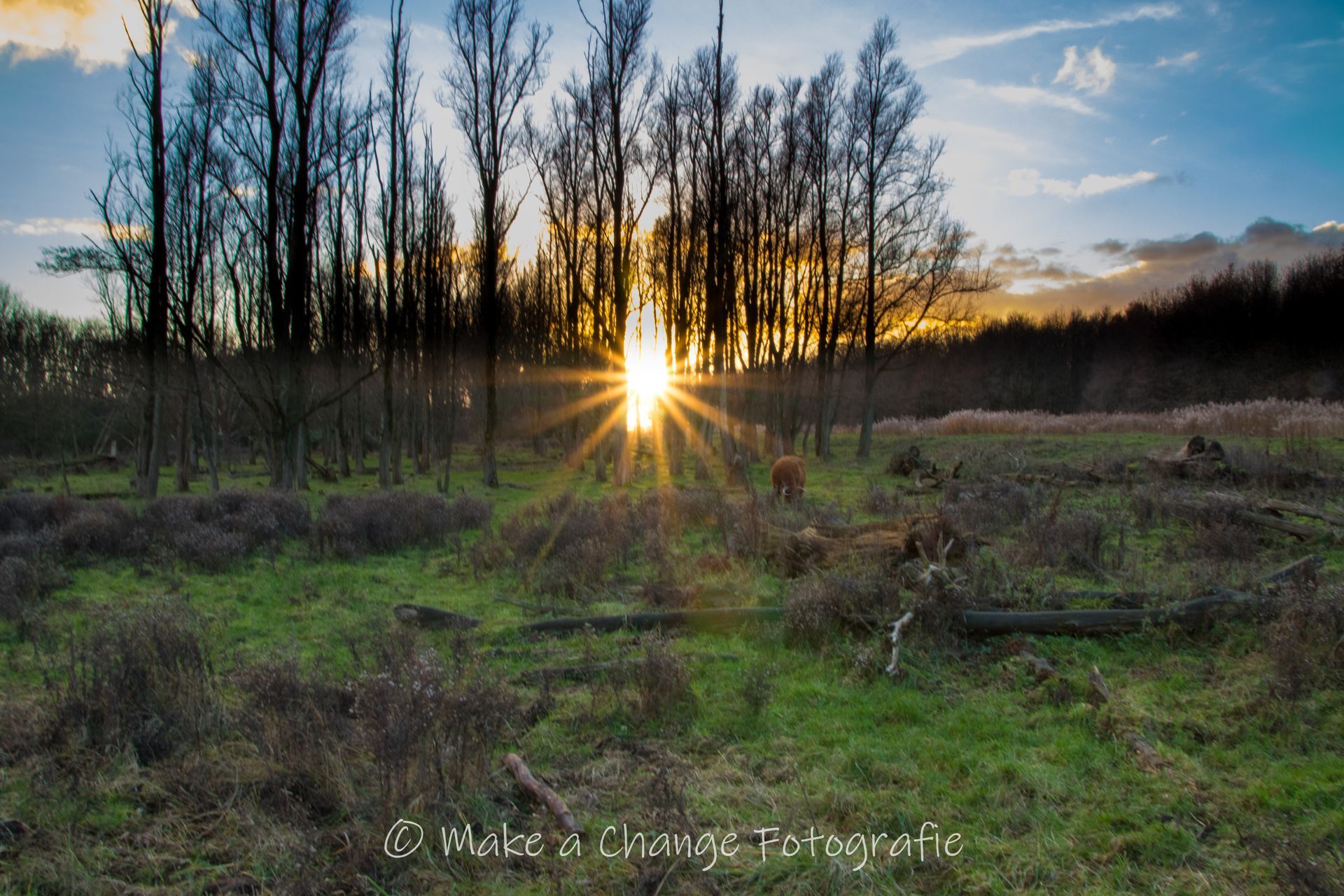 Zonsondergang door silhouetten van bomen boven een veld met groen gras. Oranje zonlicht breekt door de horizon.