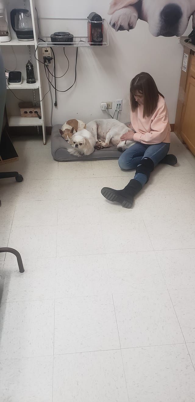 A person kneels next to a dog on a dog bed; a white tiled floor is visible.