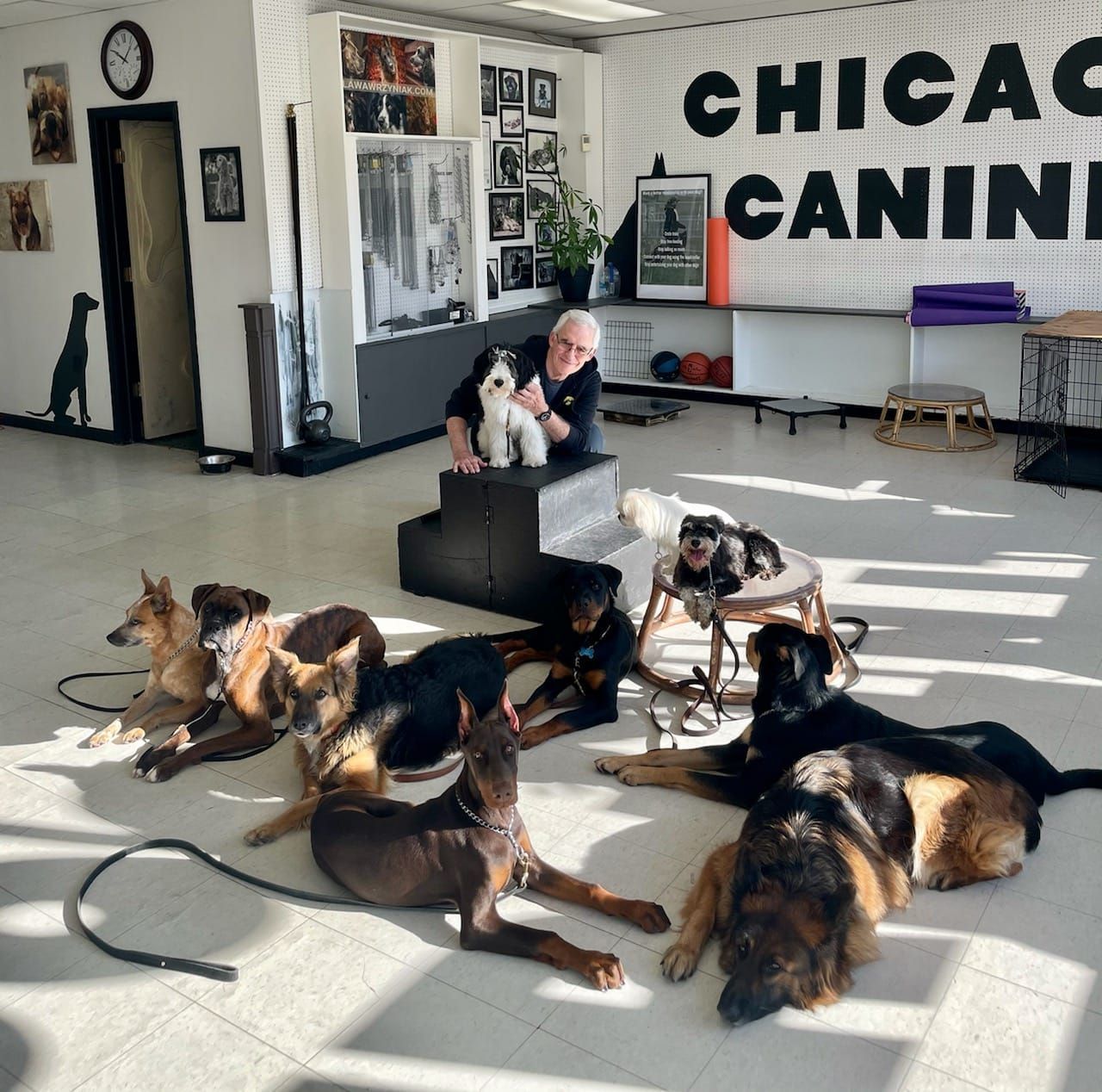 A person with a small dog on a box in a dog training facility surrounded by other dogs laying down.