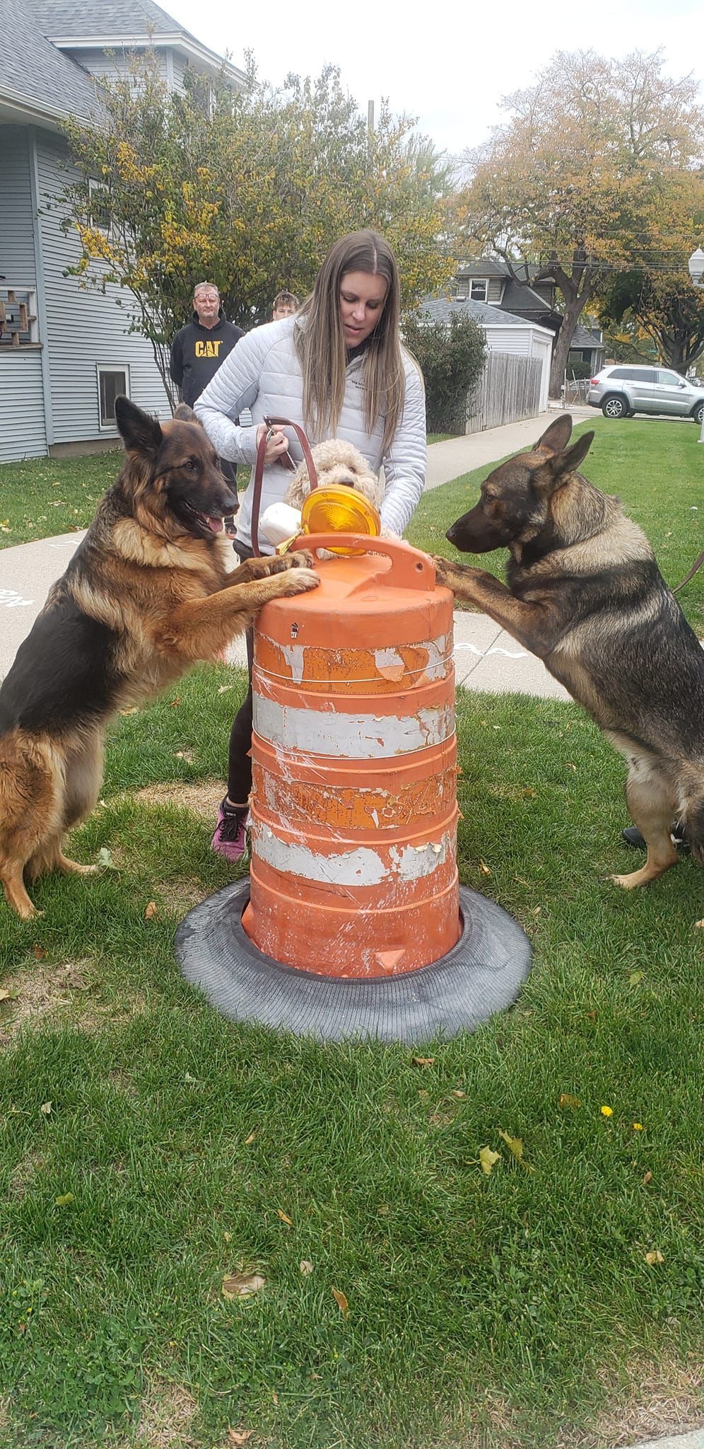 Woman with two German Shepherds by an orange traffic barrel. The dogs stand on hind legs, paws on the barrel.