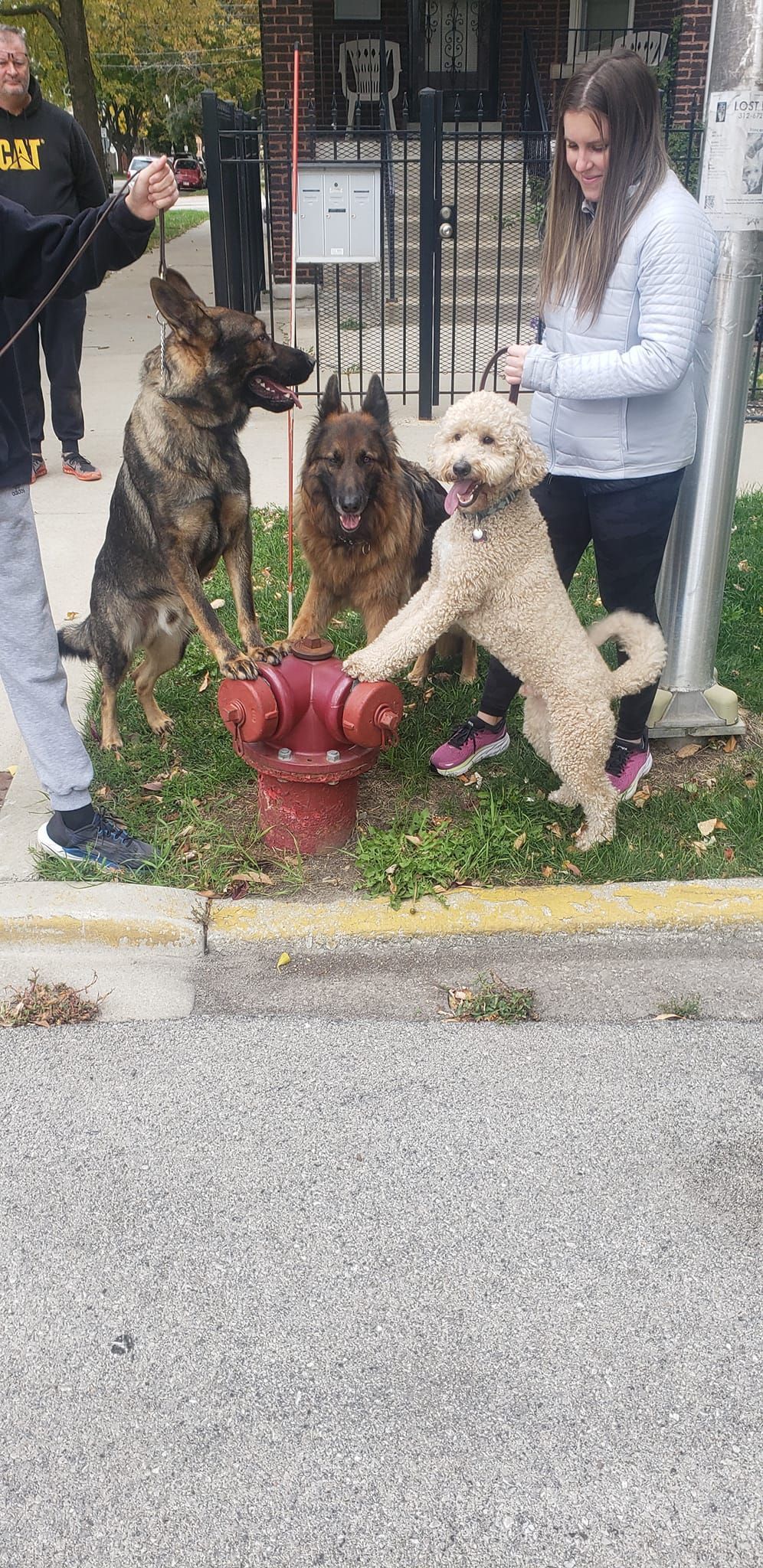 Three dogs and two people near a fire hydrant. One dog is upright. The setting is outdoors.