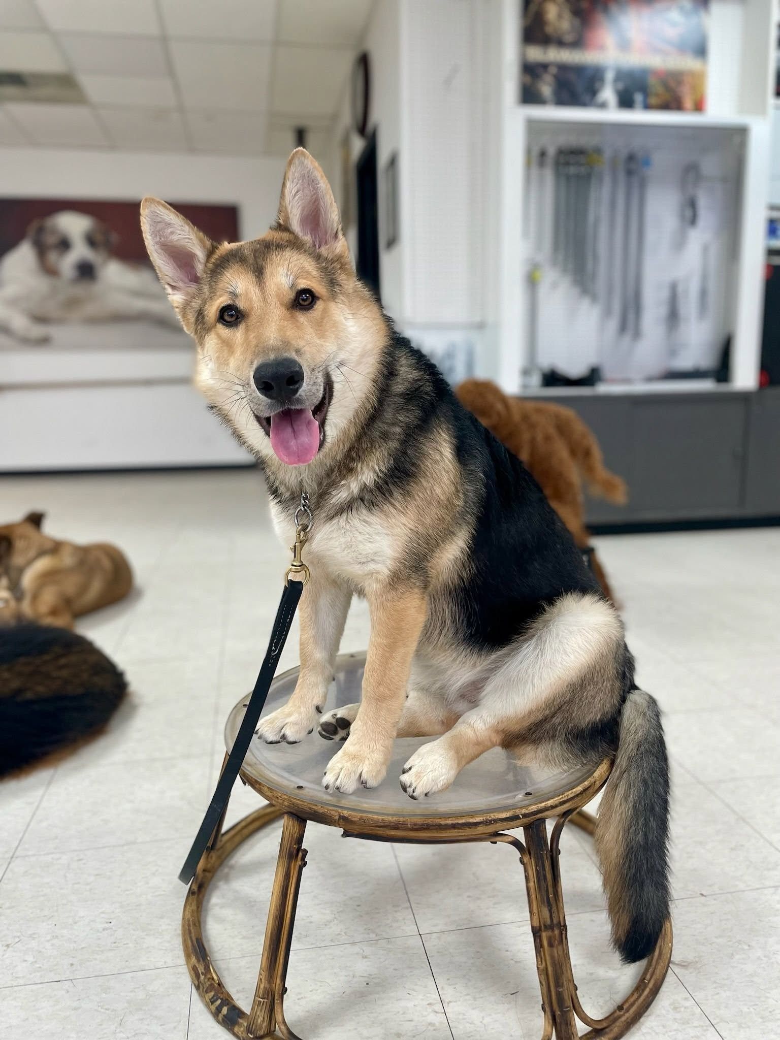 Dog sitting on a stool, smiling with tongue out. Black and tan fur. Indoors with other dogs in the background.