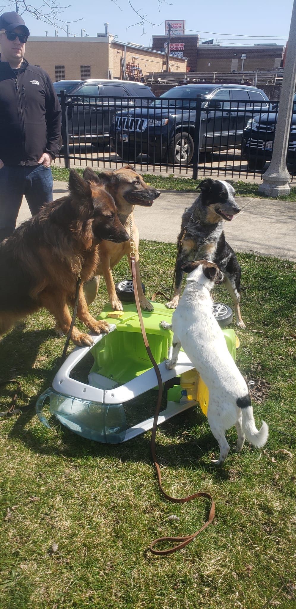 Four dogs stand near a green and white dog pool in a grassy area with a man and buildings in the background.