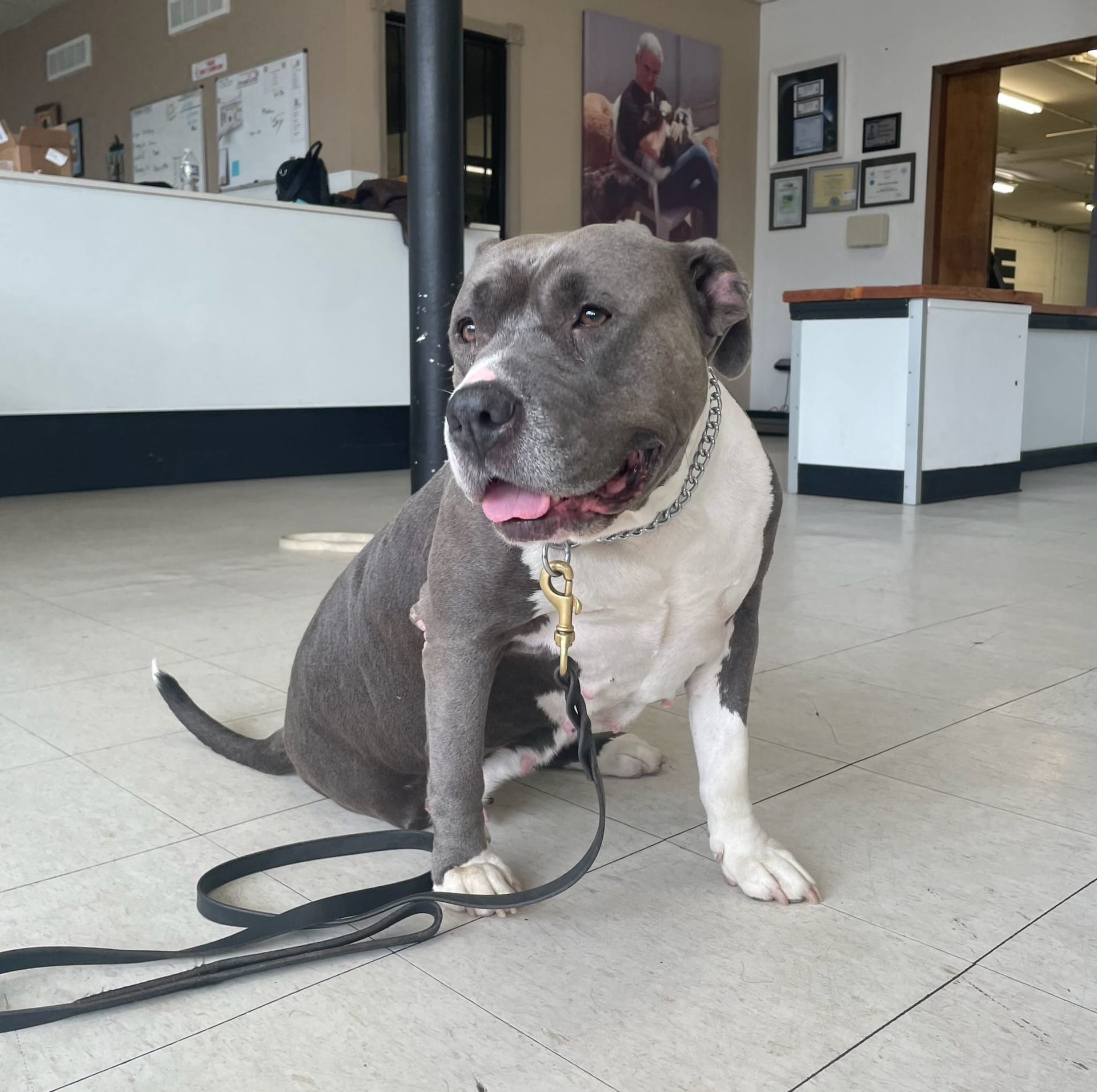 A gray and white pit bull sits indoors with a leash. The dog is panting, with a happy expression.