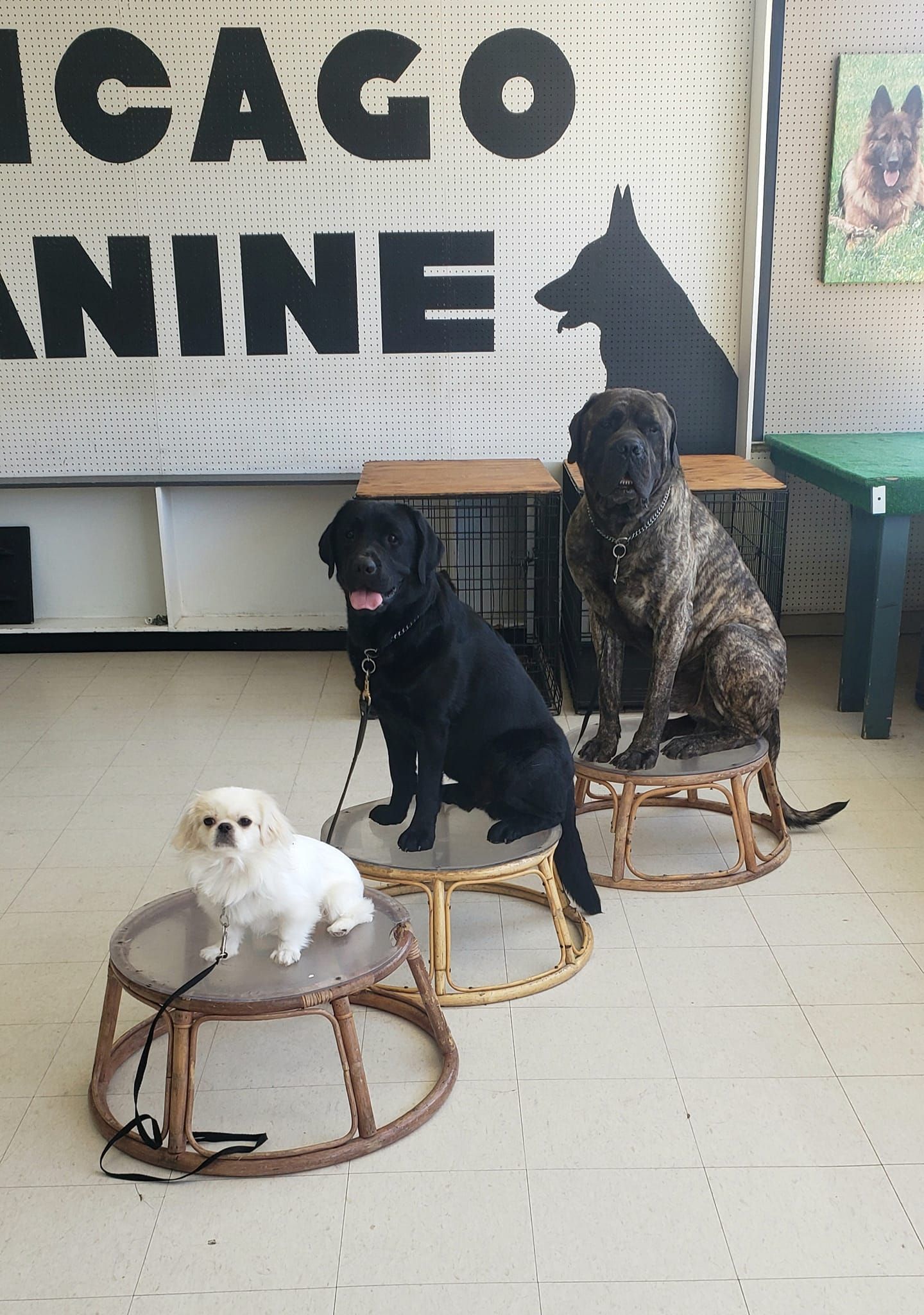 Three dogs sit on round stools, facing forward, in a dog training facility.