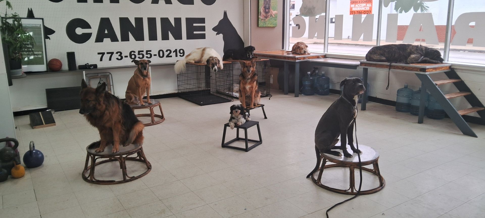 Dogs sitting on stools in a training facility. Canine training signage on the wall.