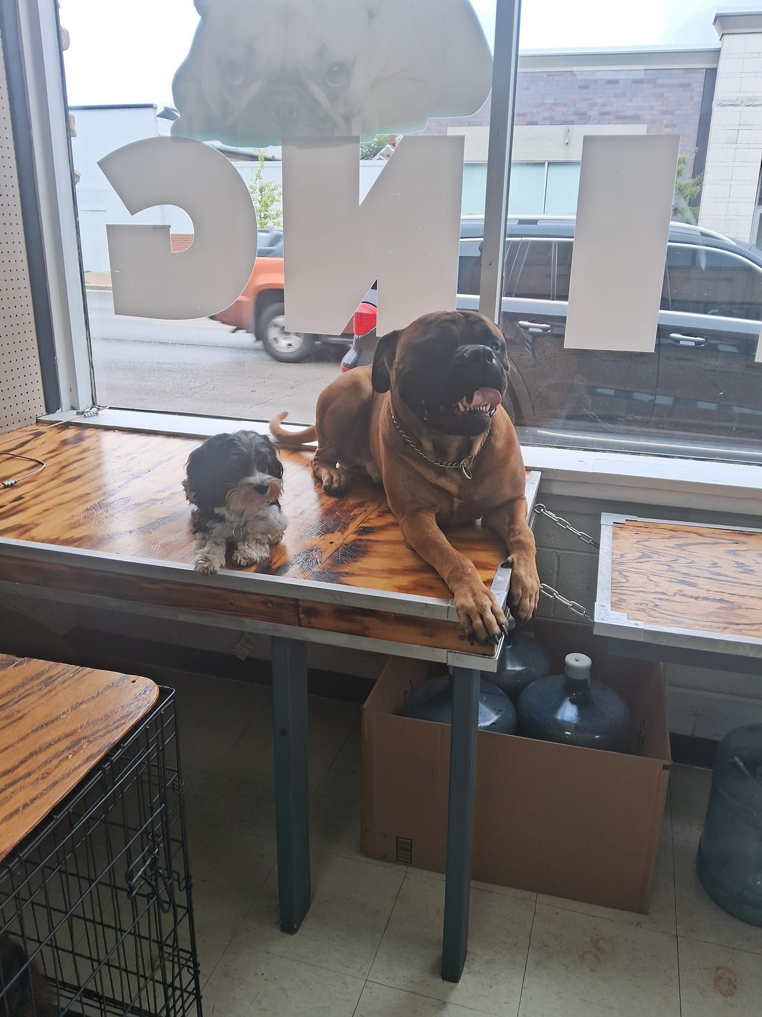 Dog sitting on a wooden counter inside a store, near a window with 