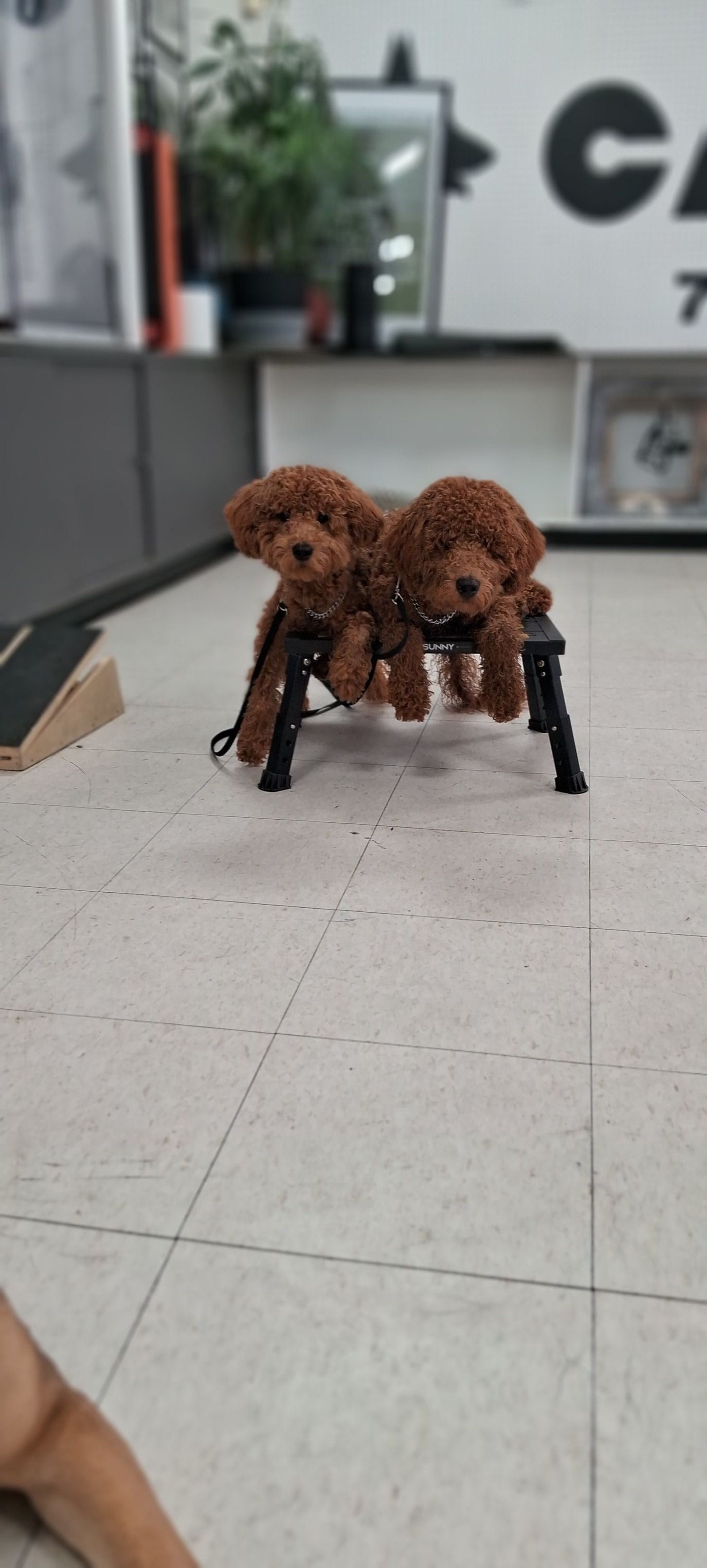 Two brown poodles sit on a small black bench indoors. They appear to be at a pet store.