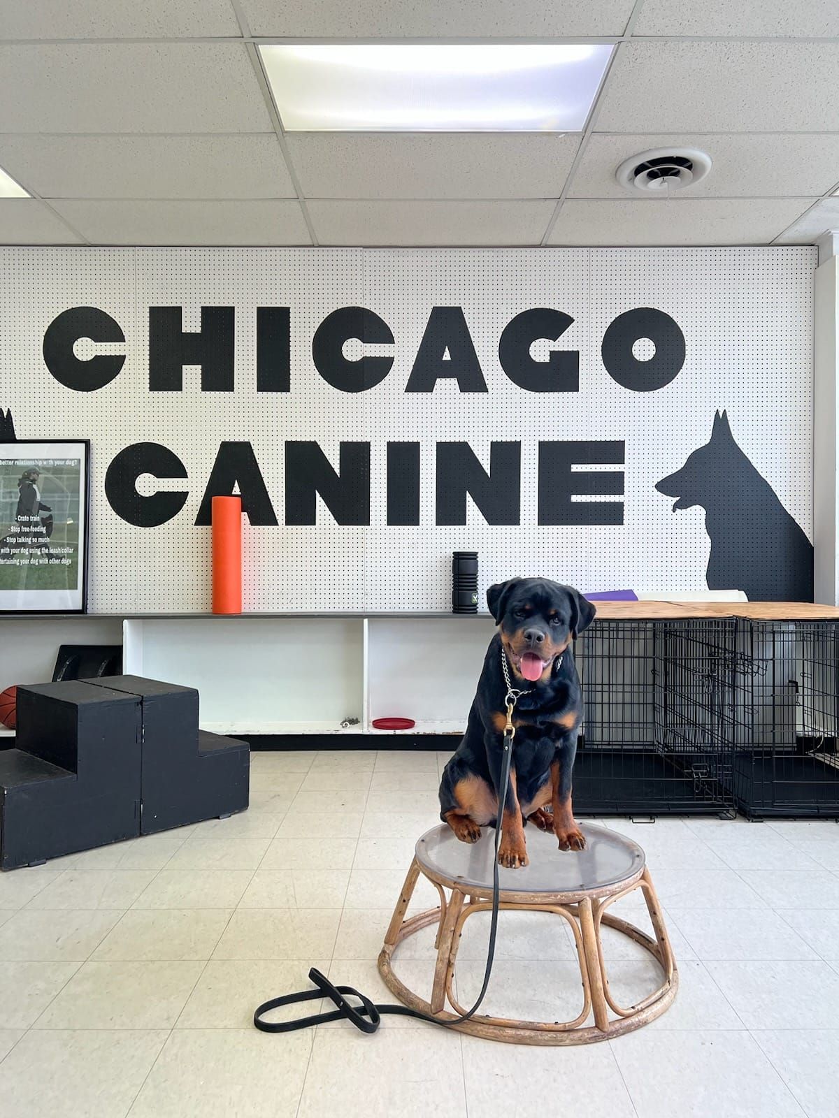 Dog sitting on a stool in front of 