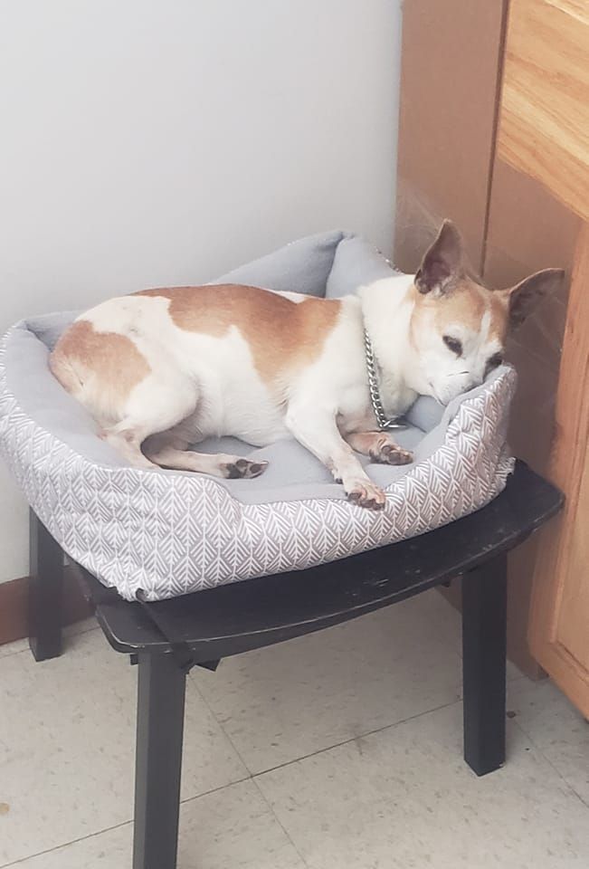 Small dog resting in bed on a black stool. The dog is white and brown, the bed is gray.