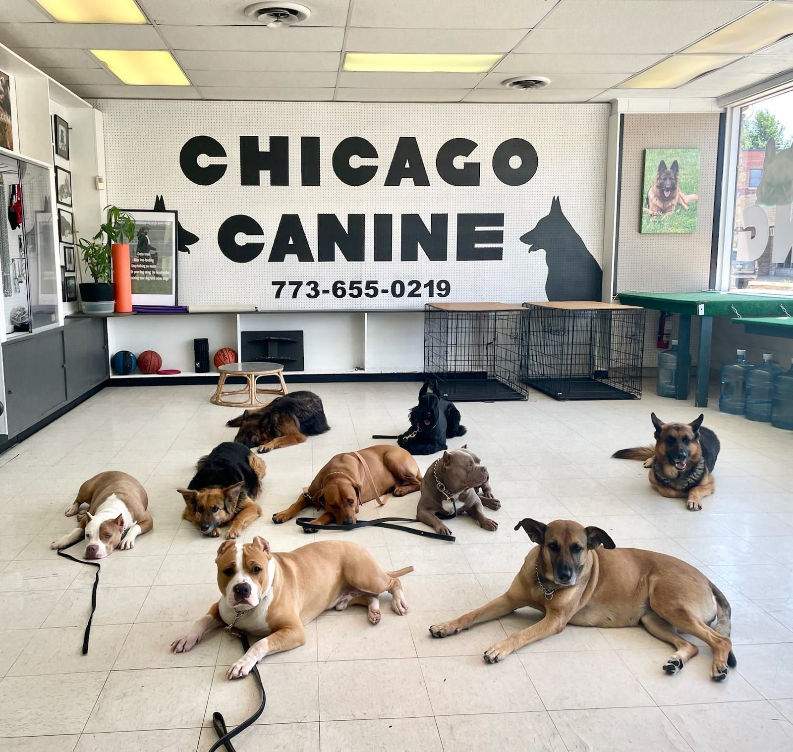 Dogs resting on a floor at 