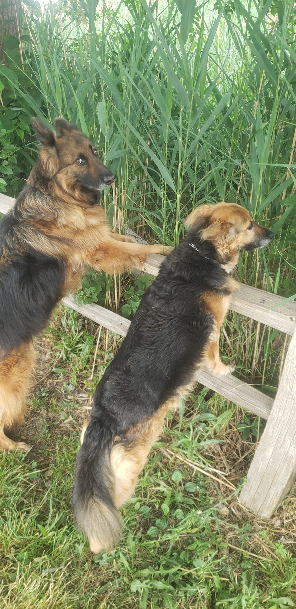 Two dogs near a wooden fence, one with black and tan fur reaching toward the other with bl