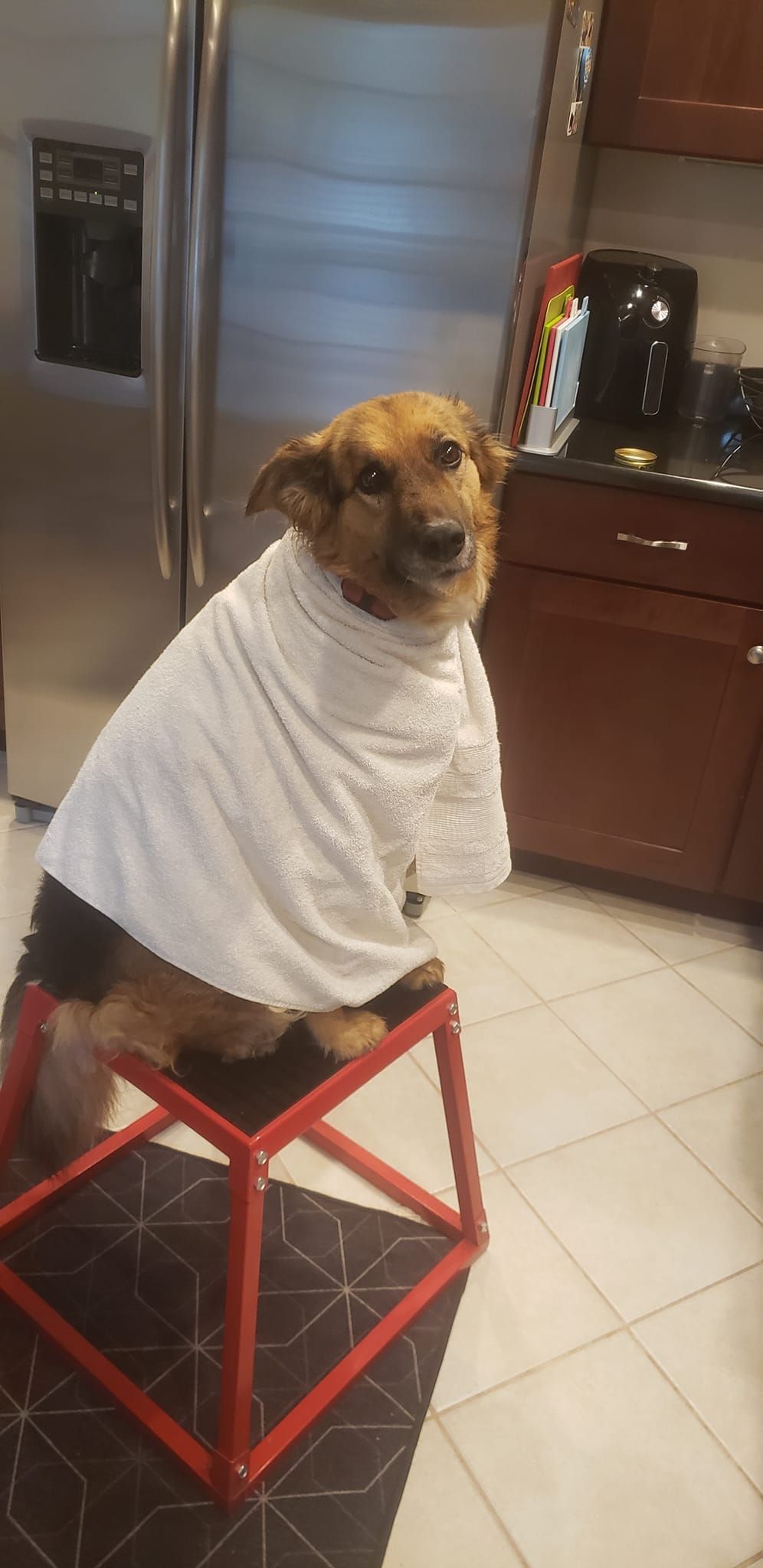 Dog wearing a towel, sitting on a red stool in a kitchen, looking at the camera.