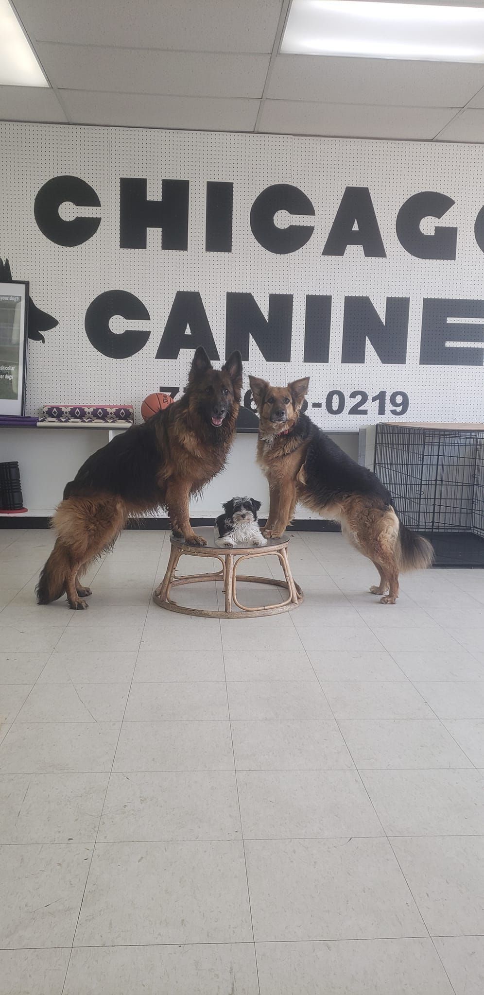 Two German Shepherds stand on a small stool, with a 