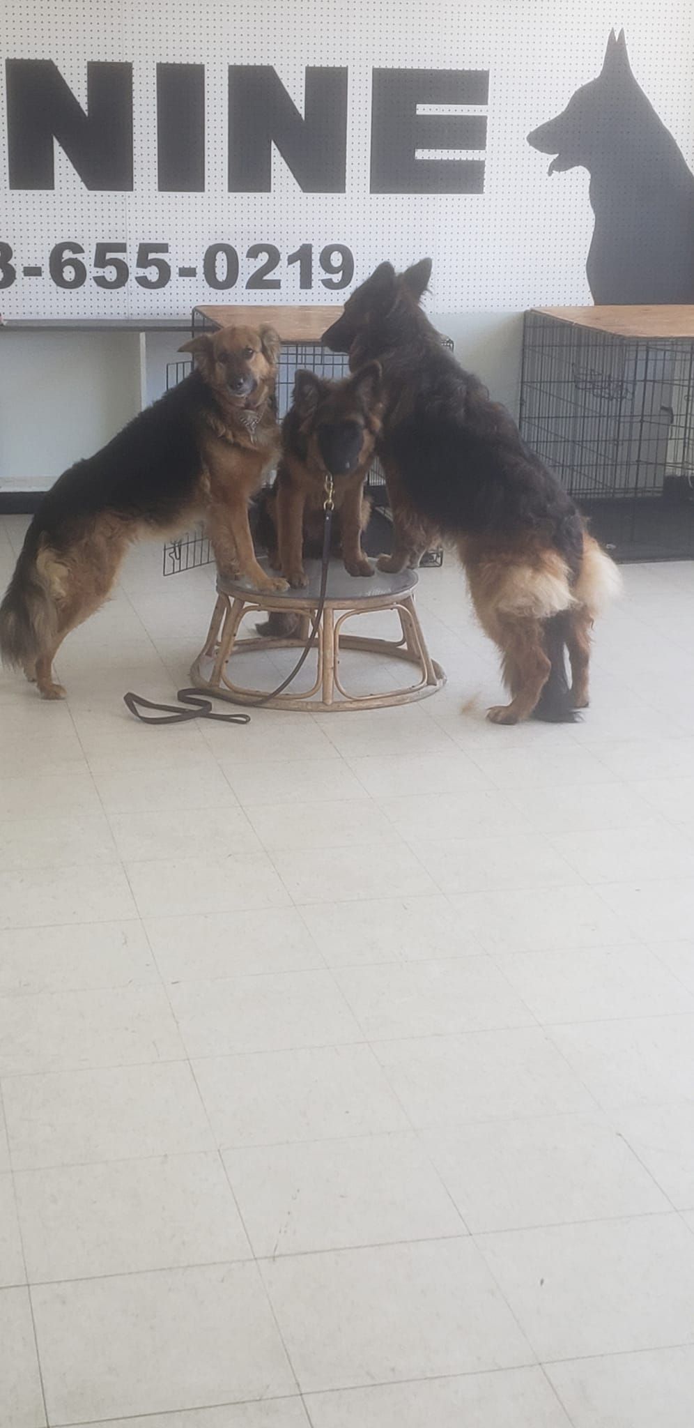 Three German Shepherd dogs standing on their hind legs and interacting with a chair.