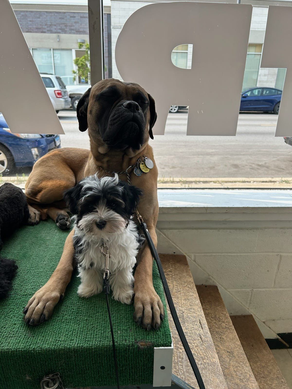 Large brown dog and small black and white dog sit on a green mat near a window.